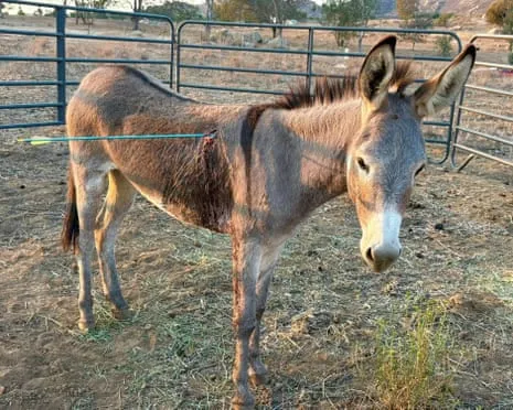 Burro Recovering After Recent Bow Assault on Wild Burros in the Golden State