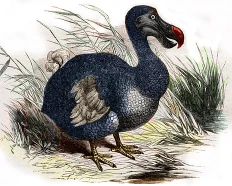 Scientists Claim They Have Achieved a ‘Pivotal Step’ in Resurrecting the Dodo for the Initial Instance in 300 Years